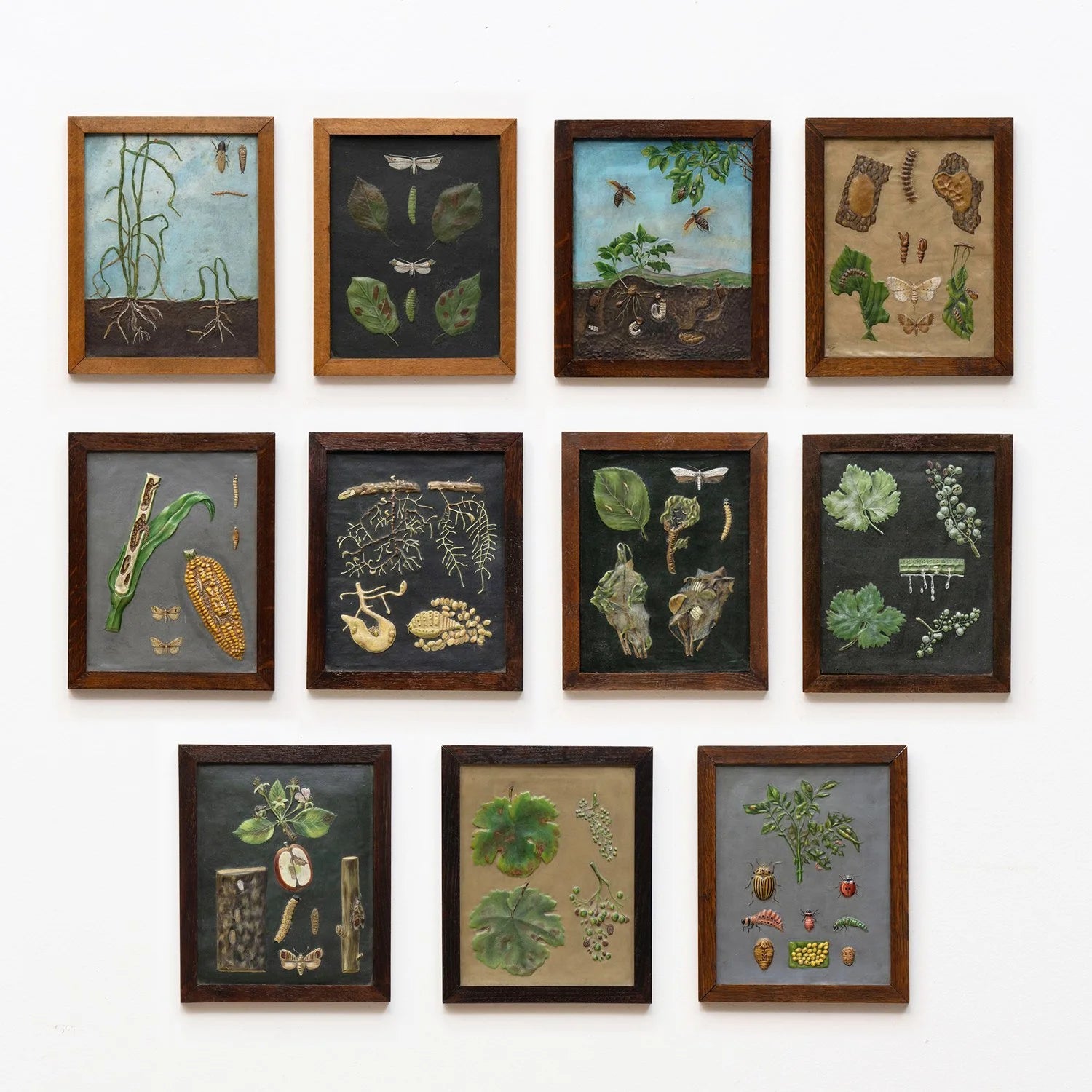 GROUP OF 11 TEACHING MODELS OF PLANTS AND INSECTS