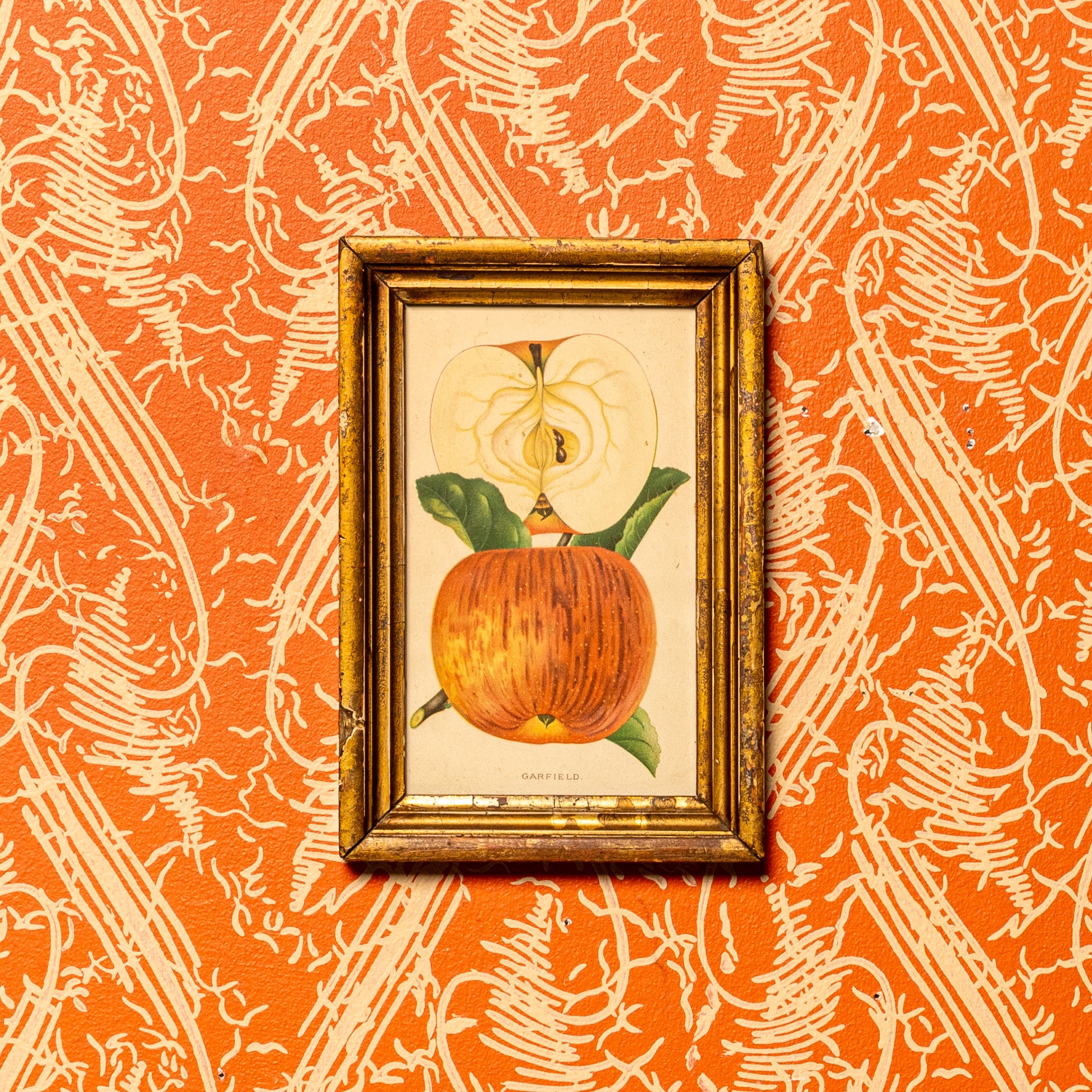 GARFIELD APPLE BOTANICAL PRINT IN ORIGINAL LEMON GILT FRAME