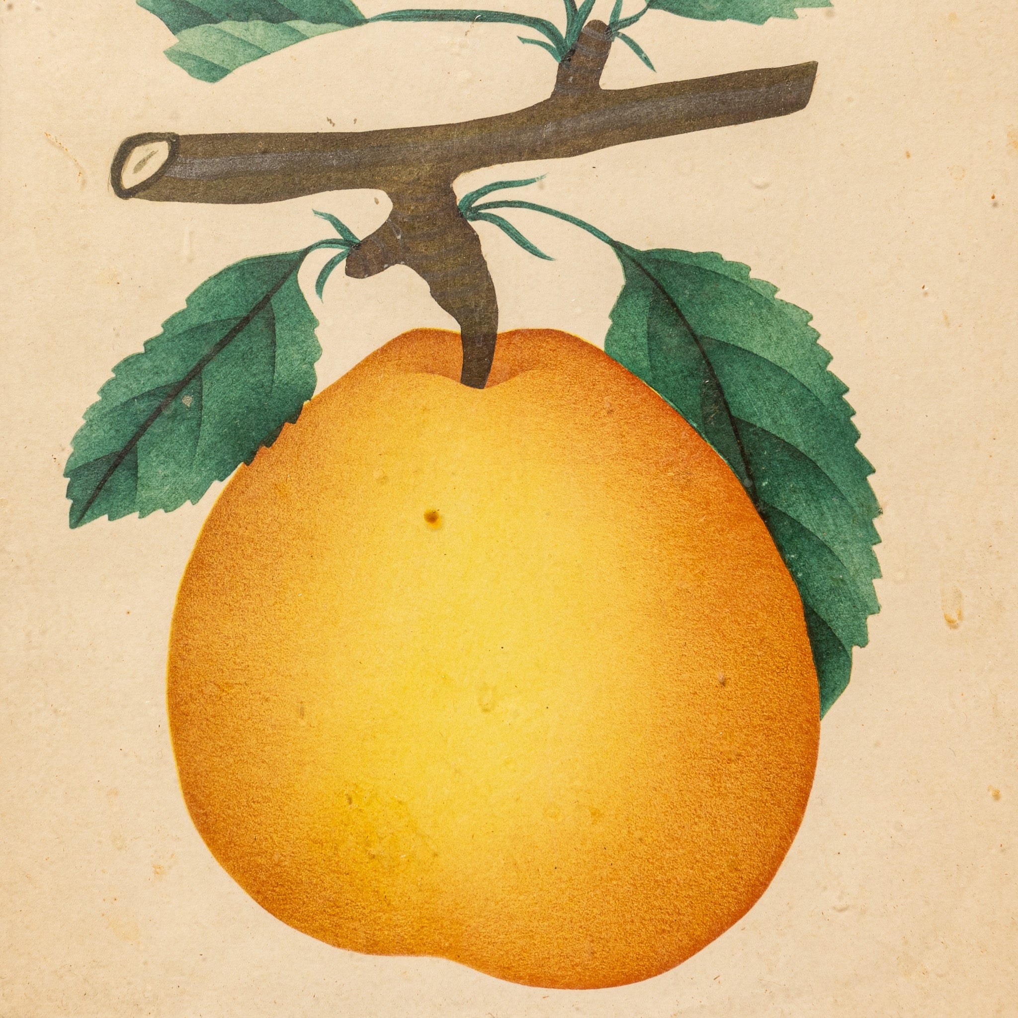 19TH-CENTURY AMERICAN FRUIT BOTANICAL PRINT IN ORIGINAL LEMON GILT FRAME