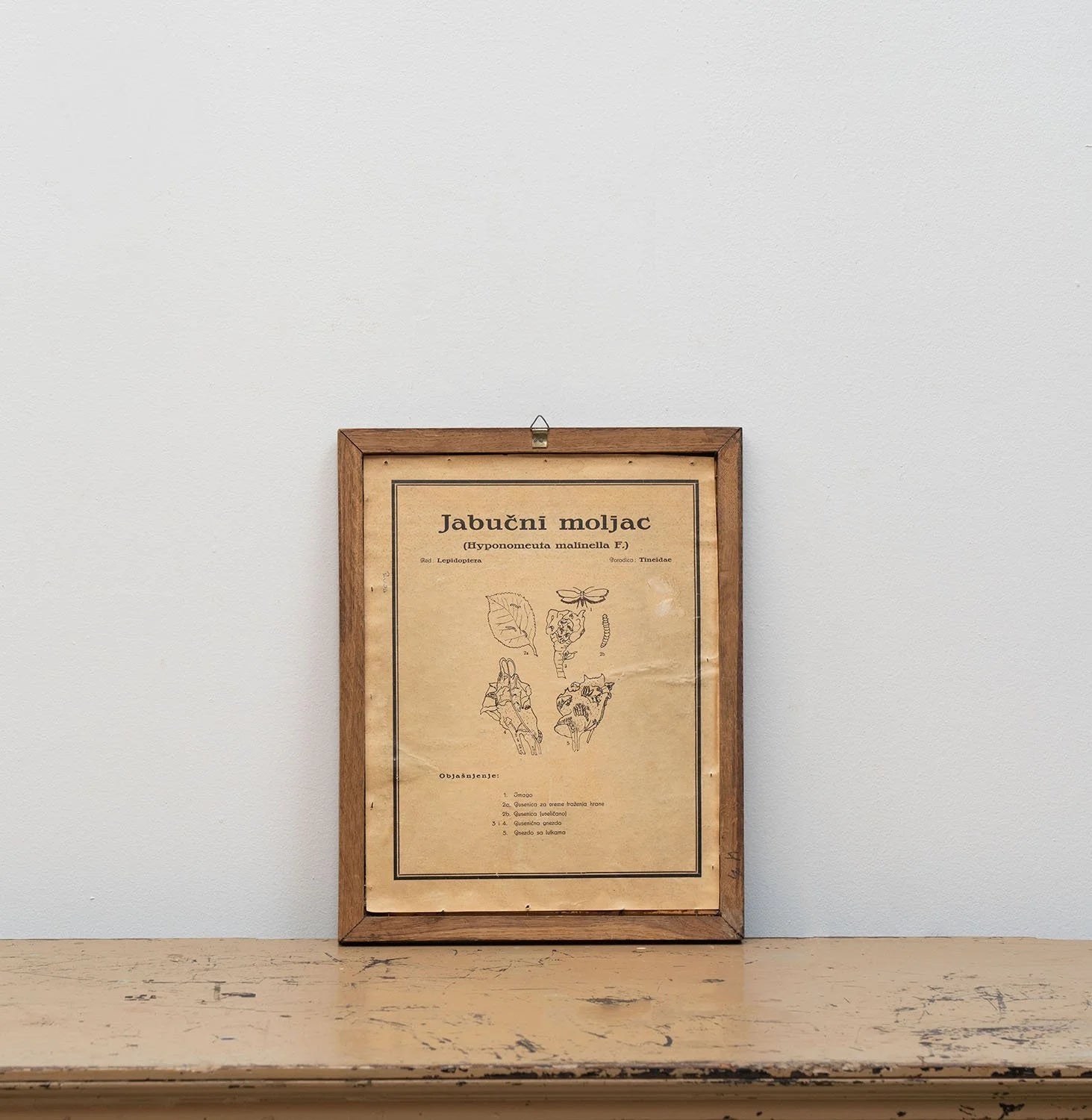 GROUP OF 11 TEACHING MODELS OF PLANTS AND INSECTS