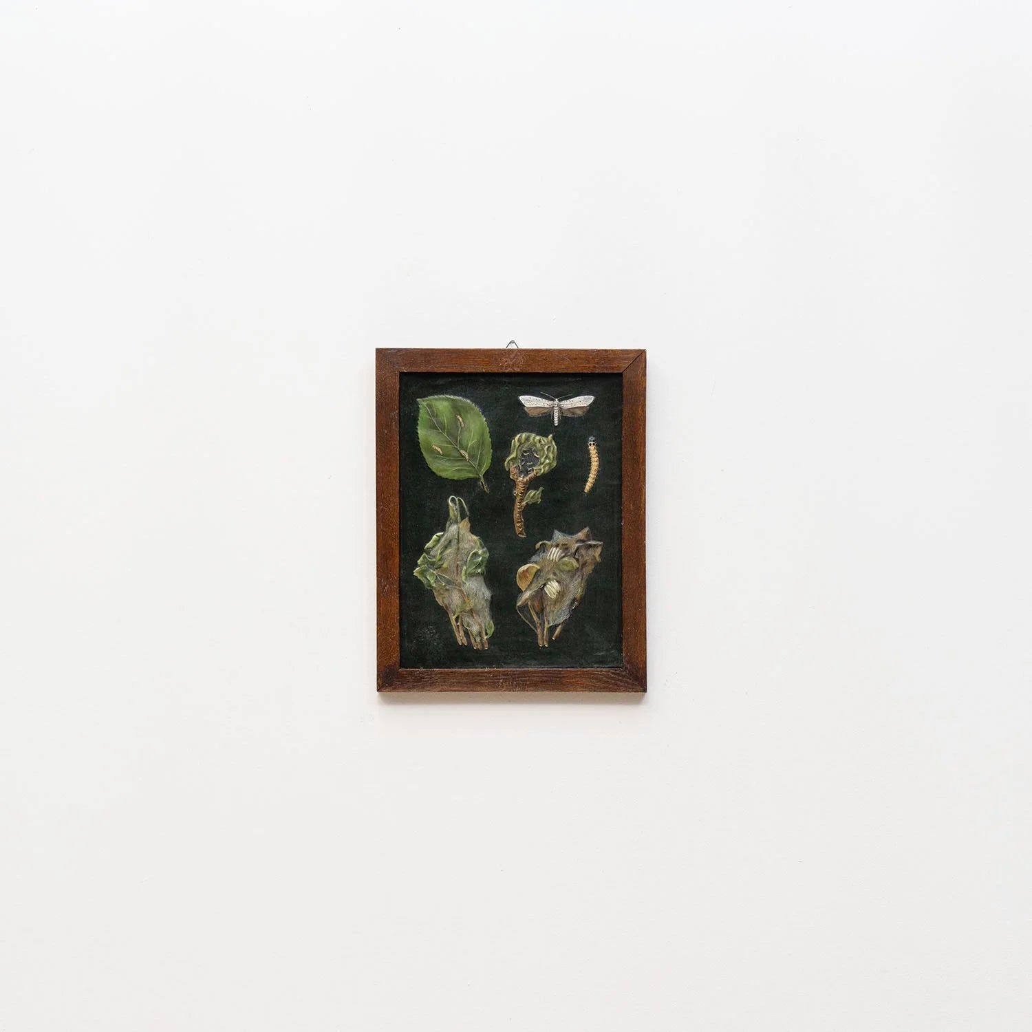 GROUP OF 11 TEACHING MODELS OF PLANTS AND INSECTS