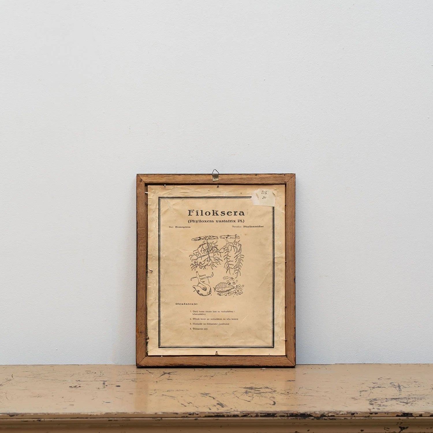 GROUP OF 11 TEACHING MODELS OF PLANTS AND INSECTS