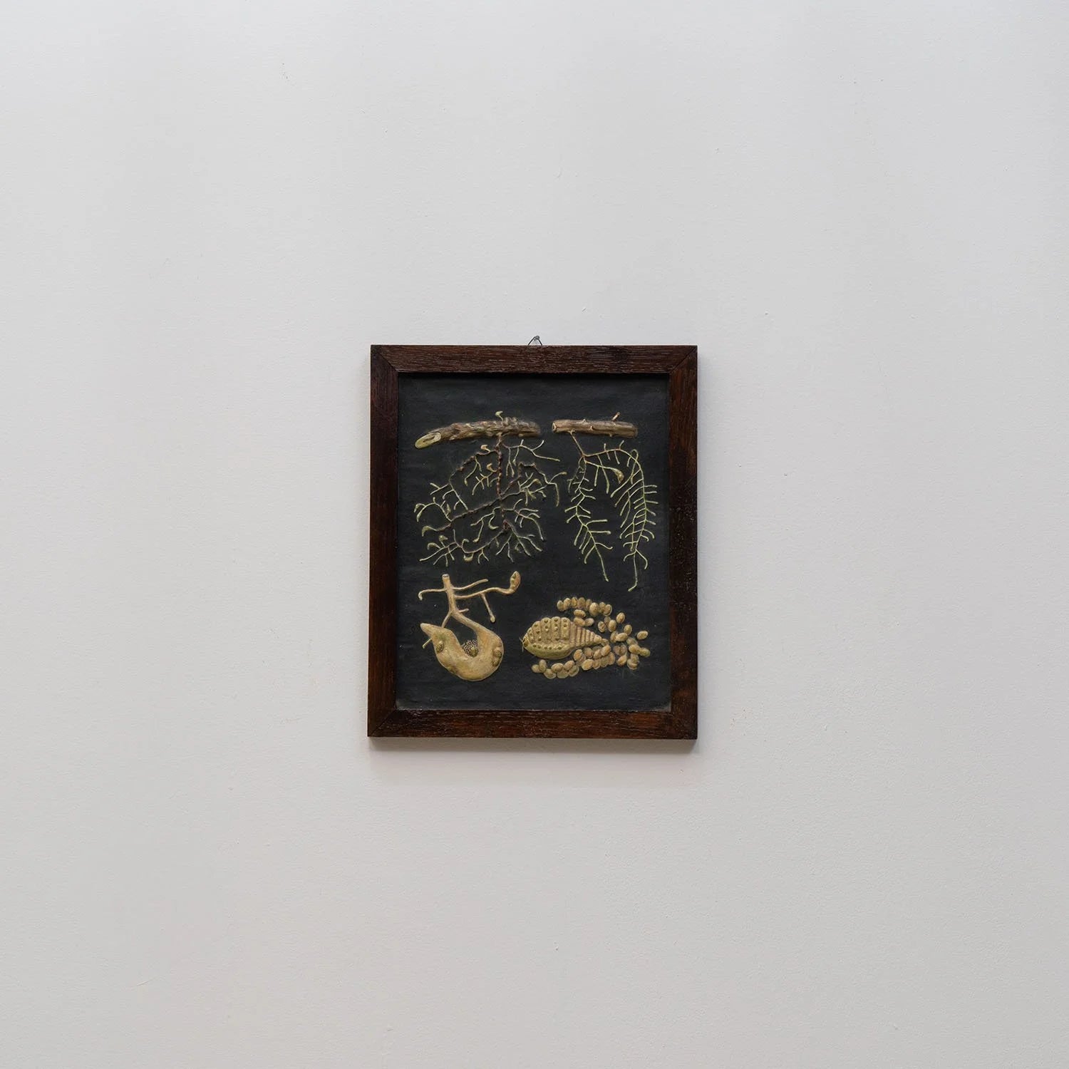 GROUP OF 11 TEACHING MODELS OF PLANTS AND INSECTS