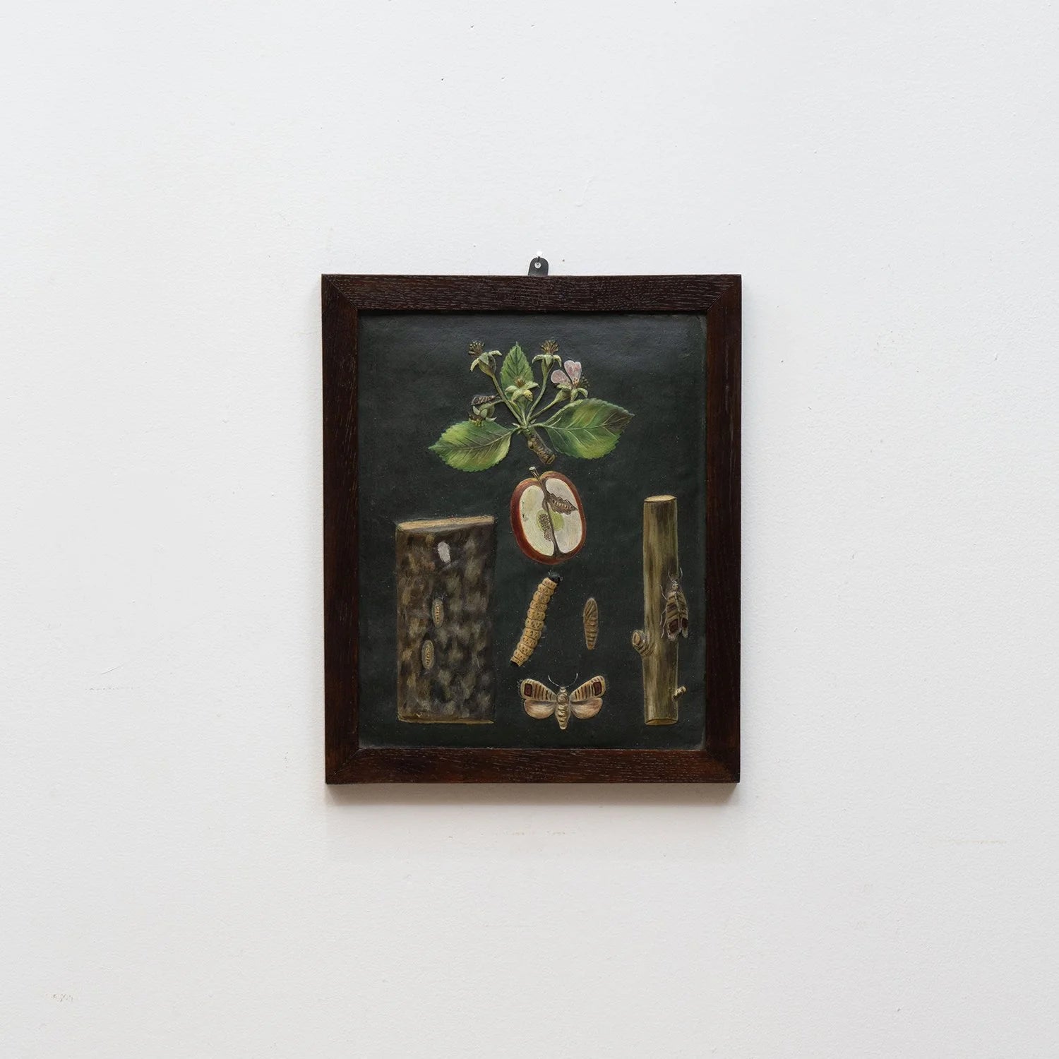 GROUP OF 11 TEACHING MODELS OF PLANTS AND INSECTS