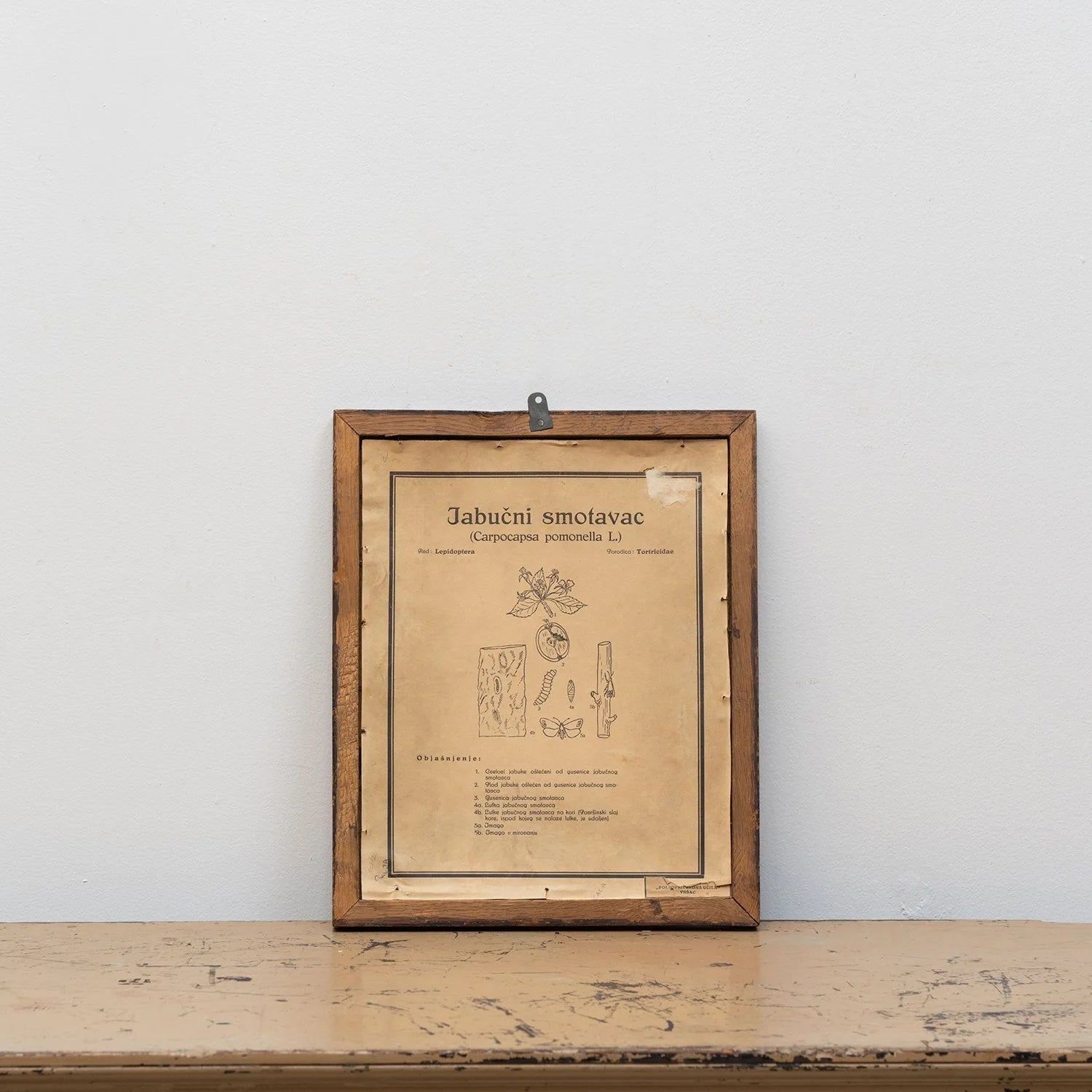 GROUP OF 11 TEACHING MODELS OF PLANTS AND INSECTS