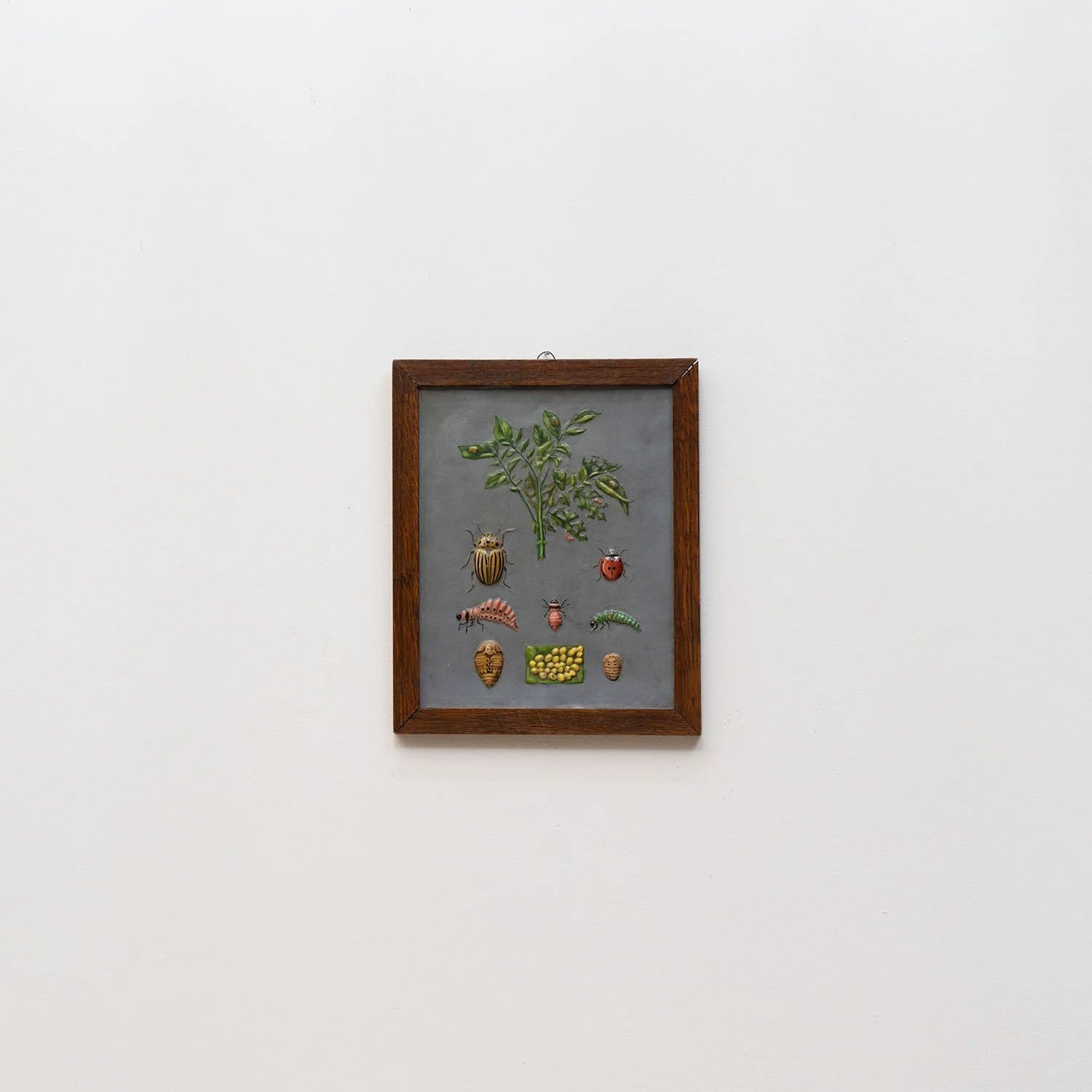 GROUP OF 11 TEACHING MODELS OF PLANTS AND INSECTS