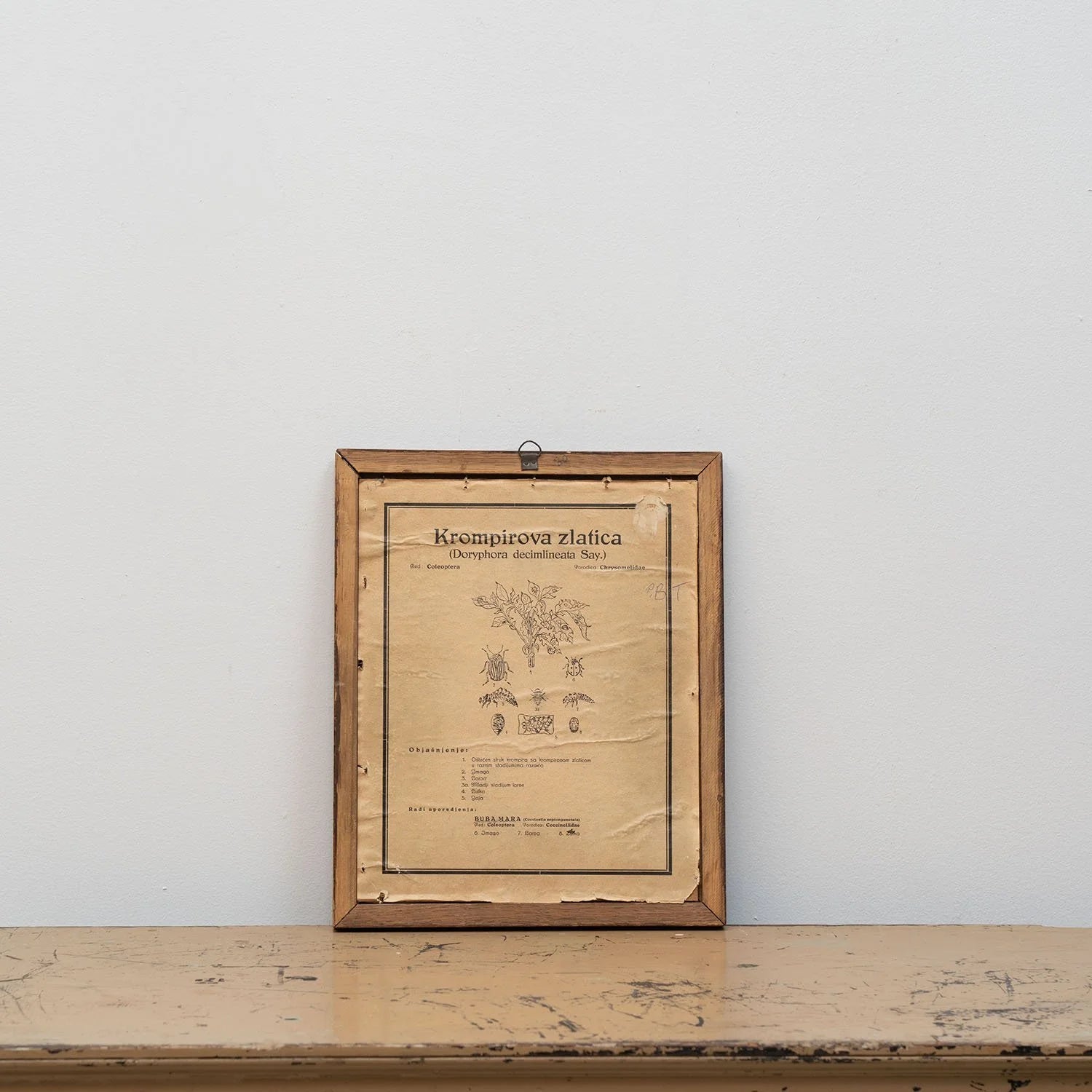 GROUP OF 11 TEACHING MODELS OF PLANTS AND INSECTS