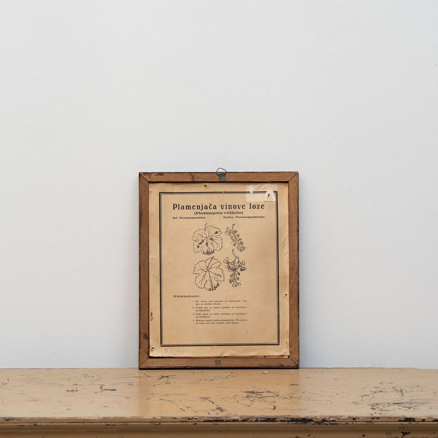 GROUP OF 11 TEACHING MODELS OF PLANTS AND INSECTS