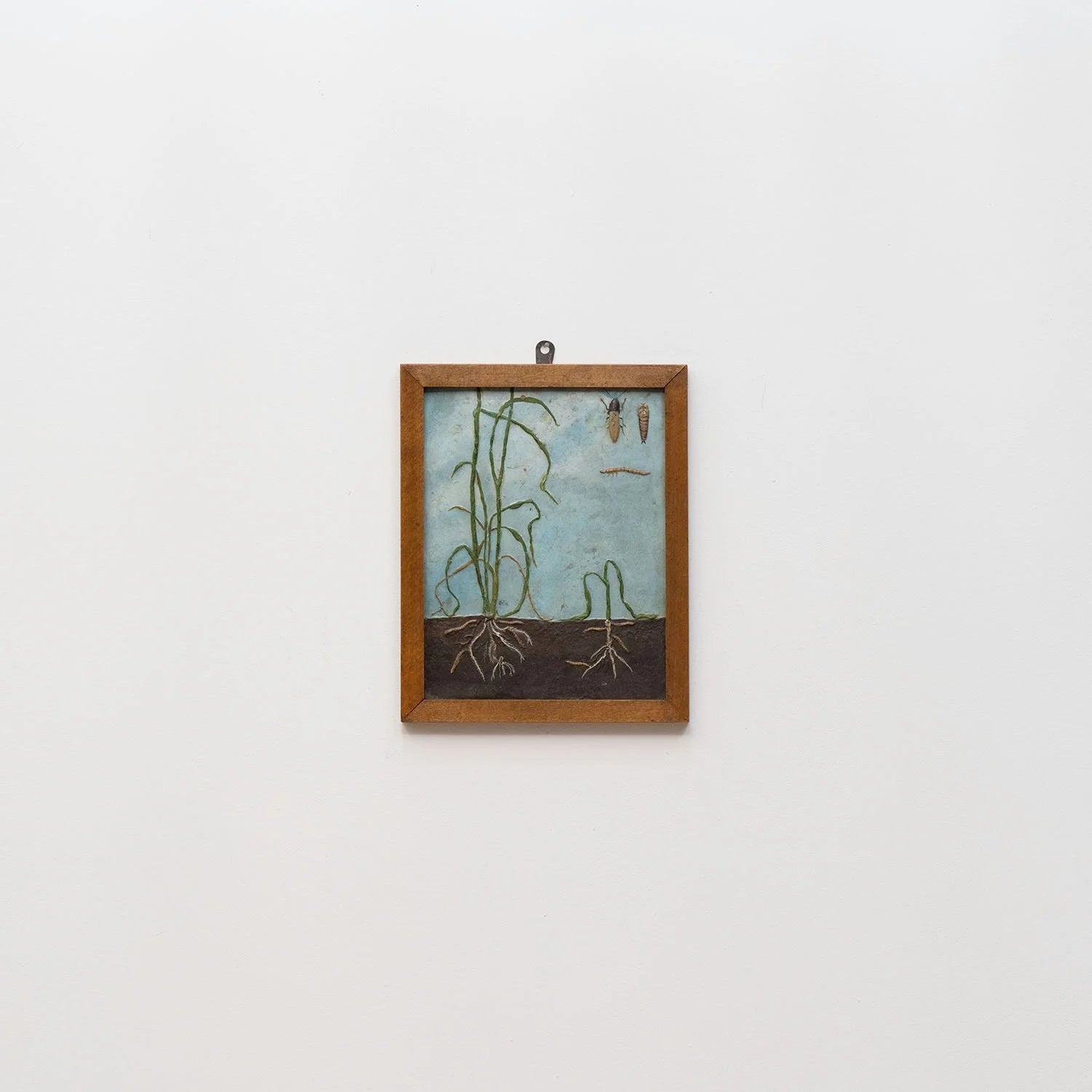 GROUP OF 11 TEACHING MODELS OF PLANTS AND INSECTS