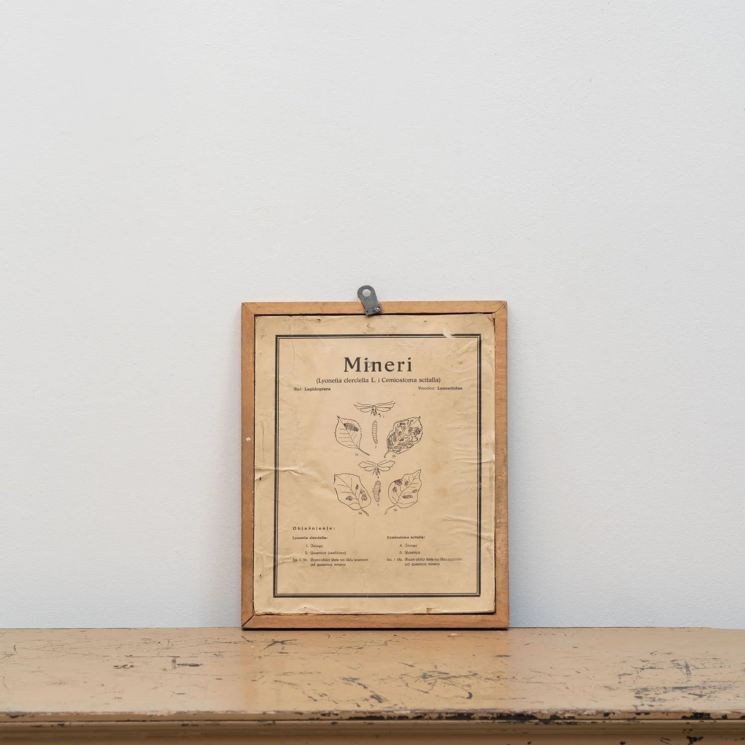 GROUP OF 11 TEACHING MODELS OF PLANTS AND INSECTS