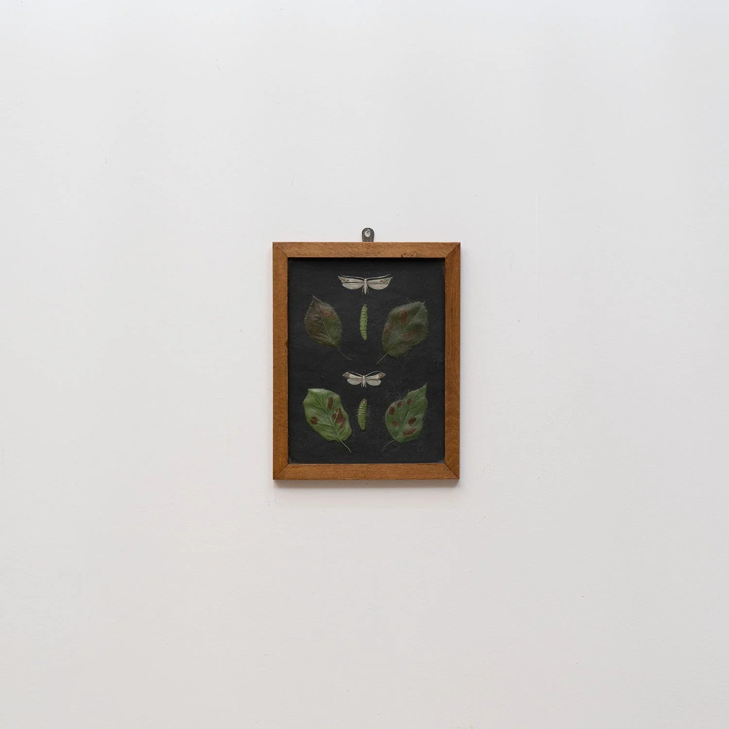 GROUP OF 11 TEACHING MODELS OF PLANTS AND INSECTS