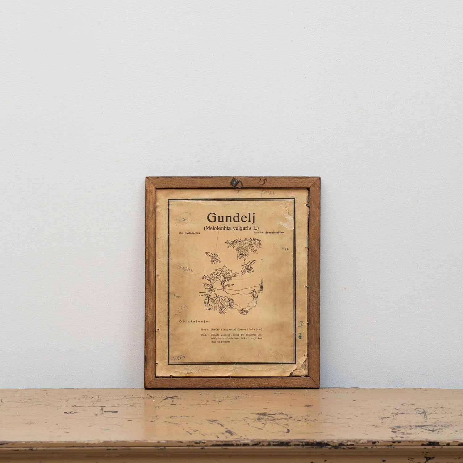 GROUP OF 11 TEACHING MODELS OF PLANTS AND INSECTS