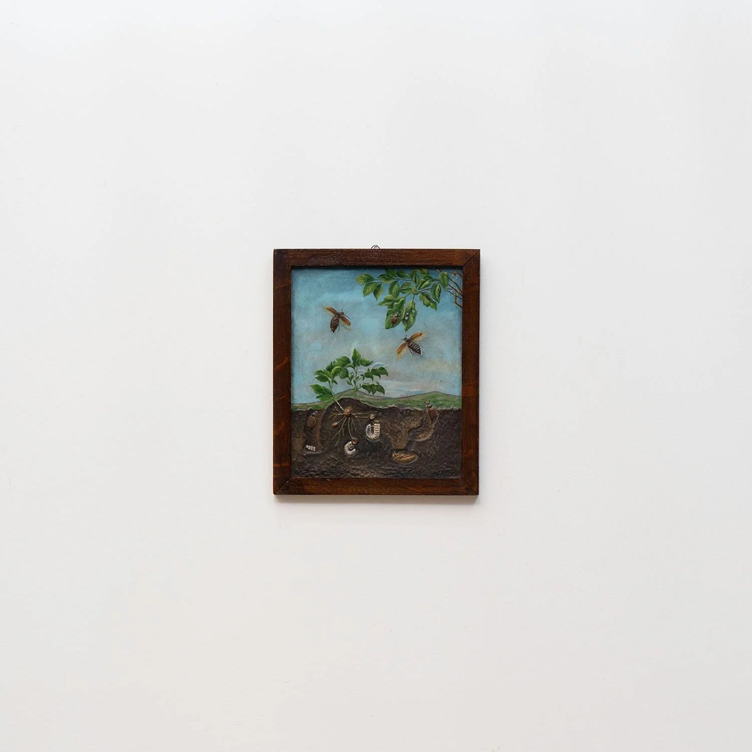 GROUP OF 11 TEACHING MODELS OF PLANTS AND INSECTS