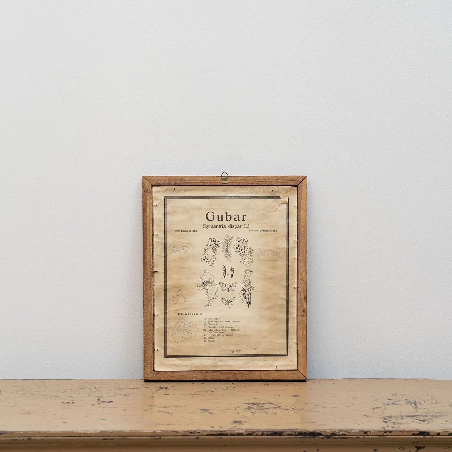 GROUP OF 11 TEACHING MODELS OF PLANTS AND INSECTS