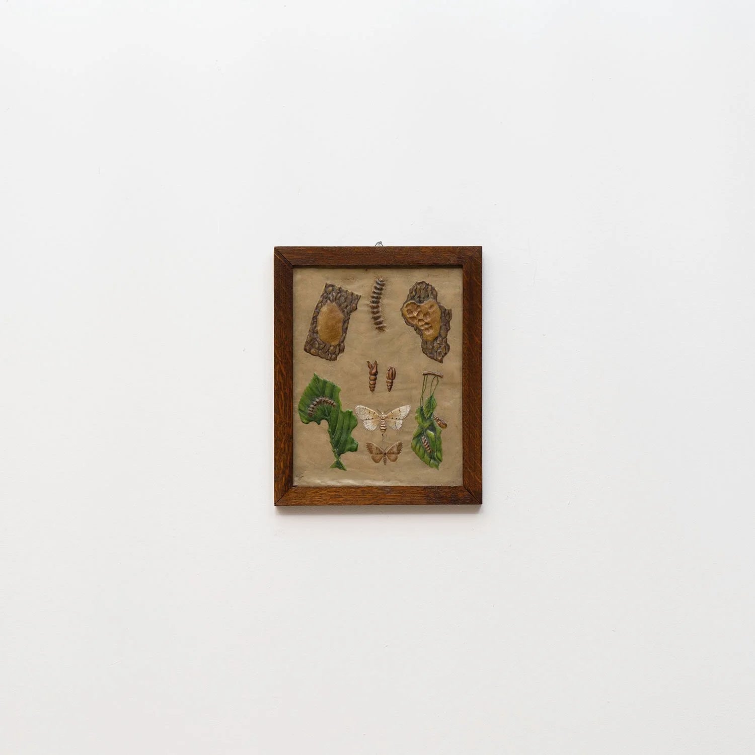 GROUP OF 11 TEACHING MODELS OF PLANTS AND INSECTS