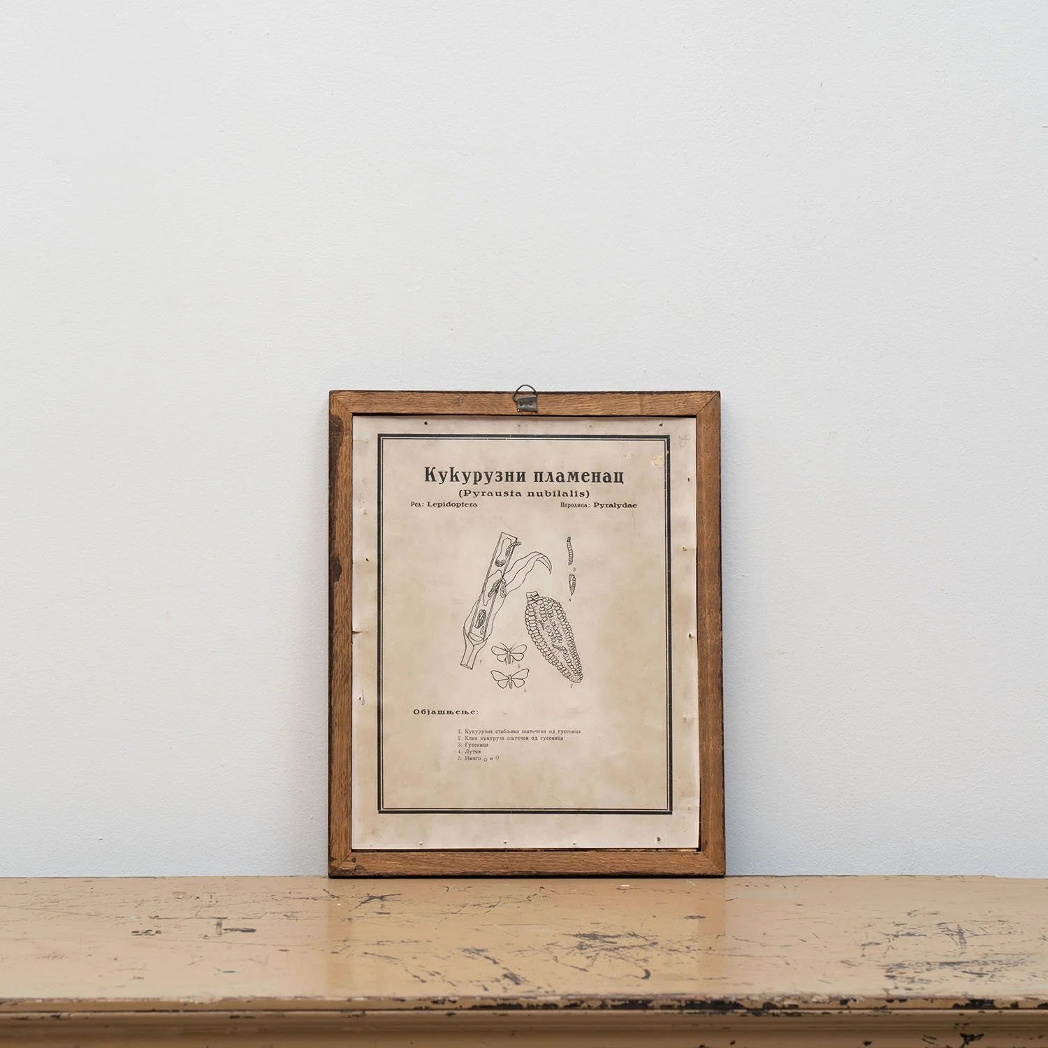 GROUP OF 11 TEACHING MODELS OF PLANTS AND INSECTS