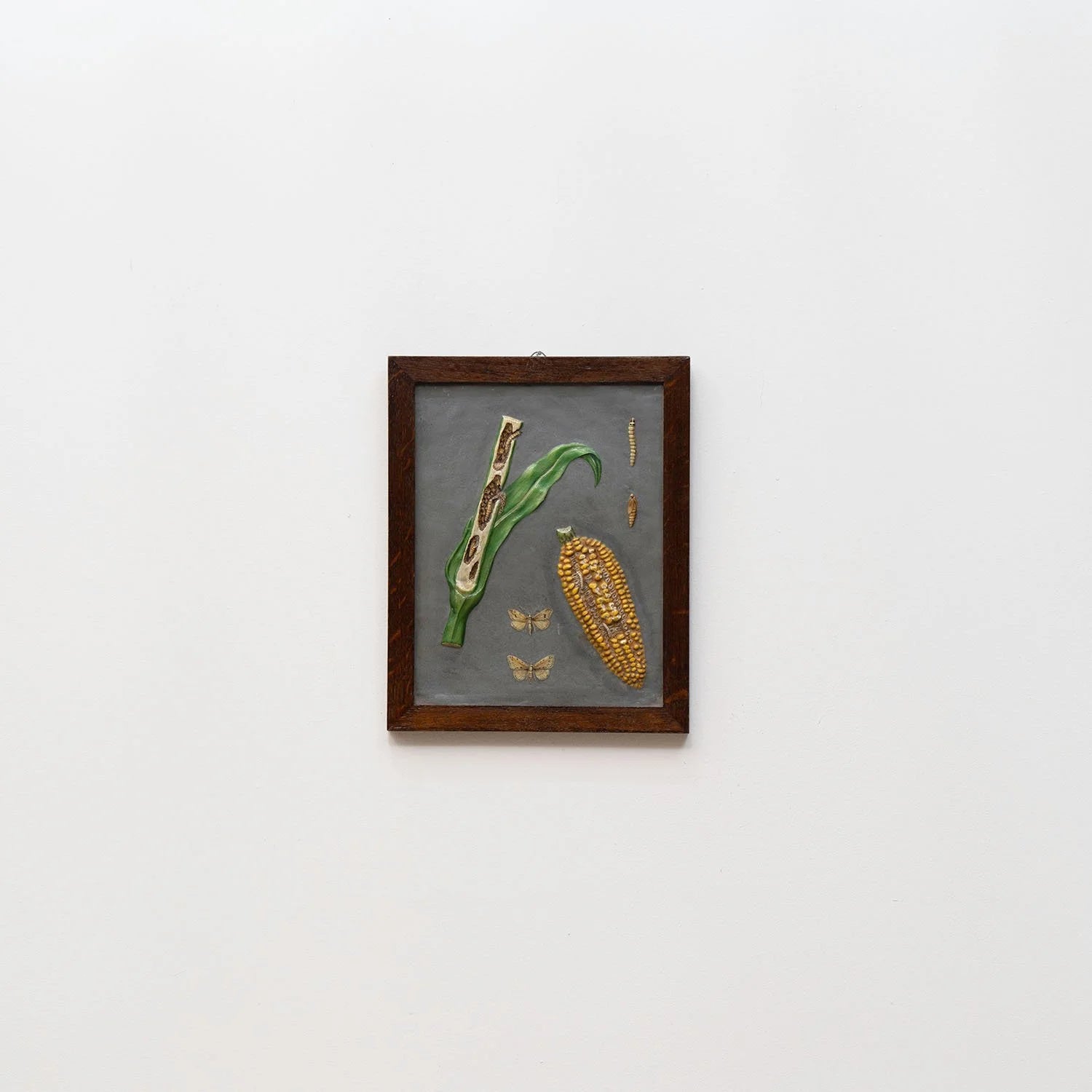 GROUP OF 11 TEACHING MODELS OF PLANTS AND INSECTS