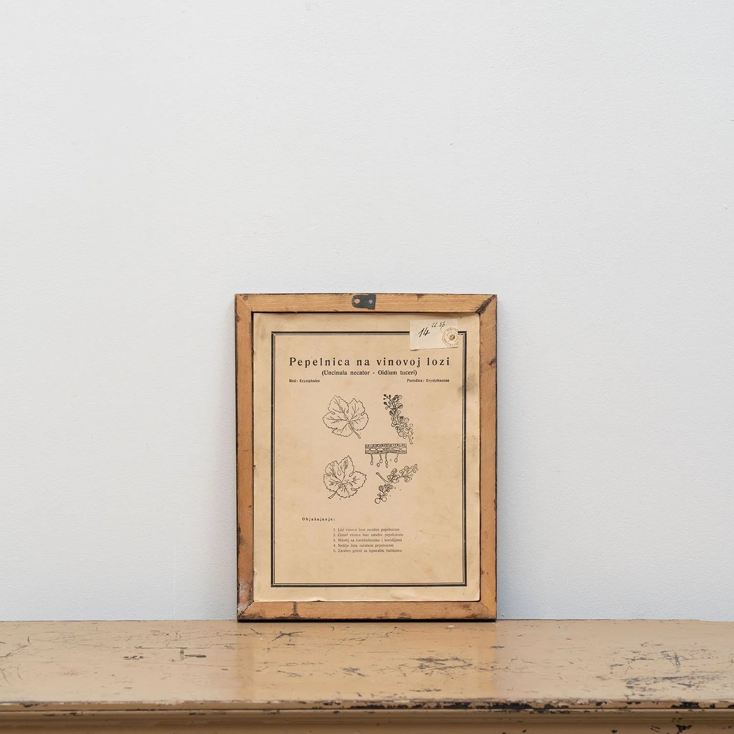 GROUP OF 11 TEACHING MODELS OF PLANTS AND INSECTS