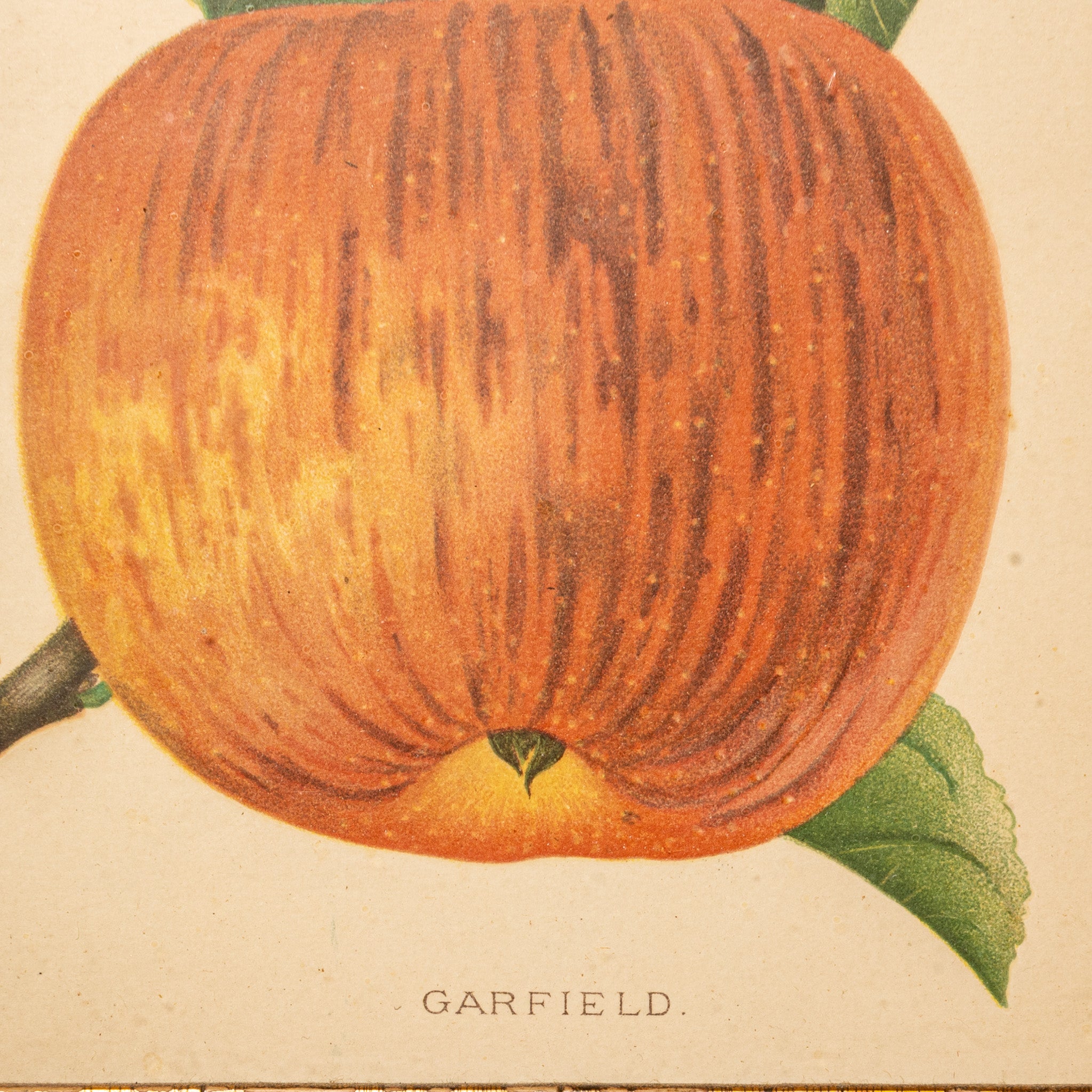 GARFIELD APPLE BOTANICAL PRINT IN ORIGINAL LEMON GILT FRAME