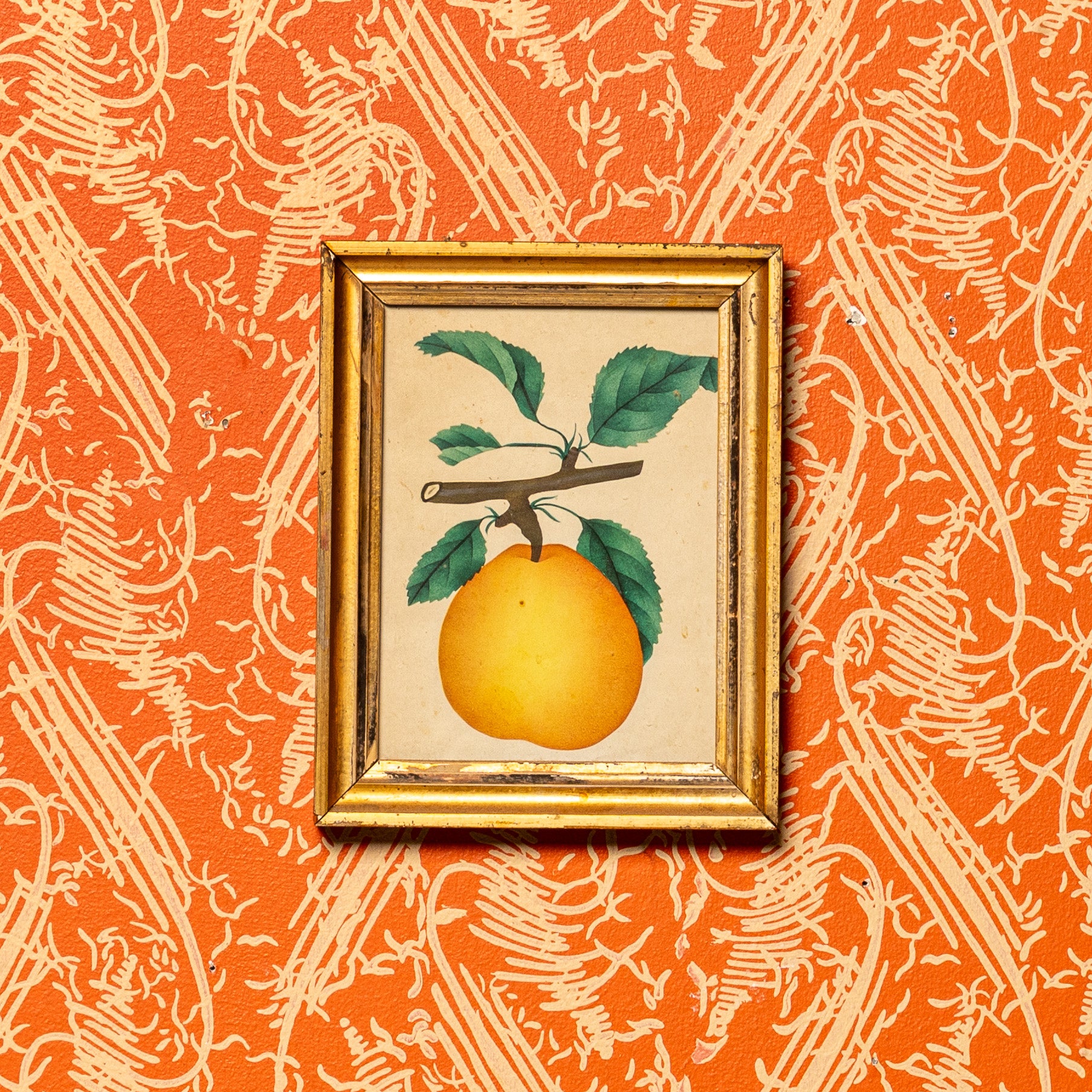 19TH-CENTURY AMERICAN FRUIT BOTANICAL PRINT IN ORIGINAL LEMON GILT FRAME