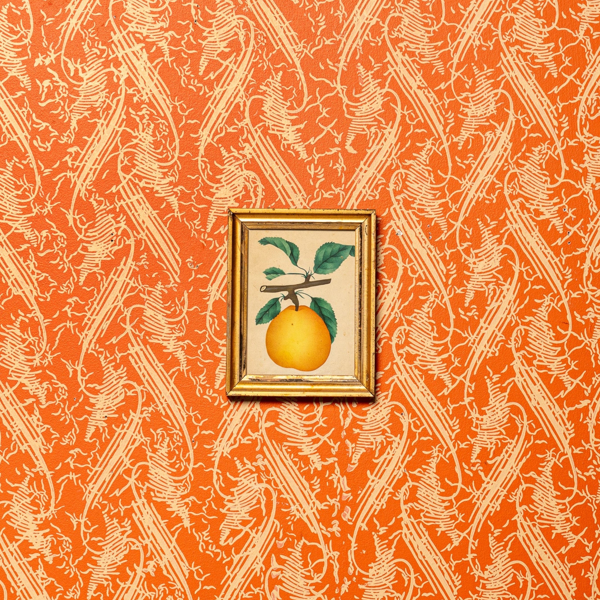 19TH-CENTURY AMERICAN FRUIT BOTANICAL PRINT IN ORIGINAL LEMON GILT FRAME