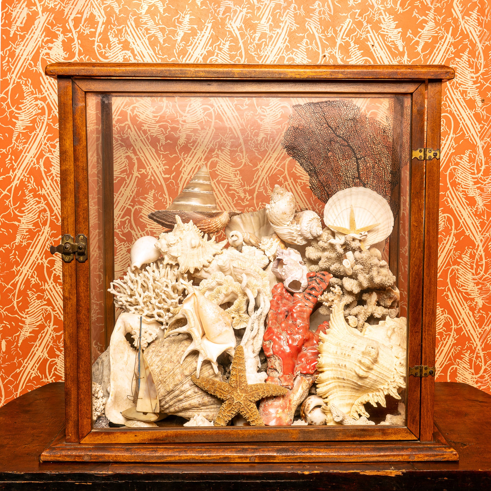 NATURAL HISTORY SHELL COLLECTION IN ANTIQUE DISPLAY CASE