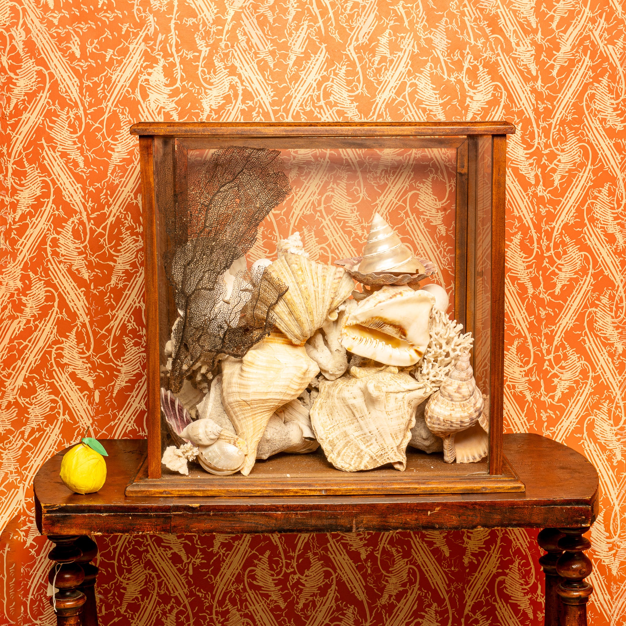 NATURAL HISTORY SHELL COLLECTION IN ANTIQUE DISPLAY CASE