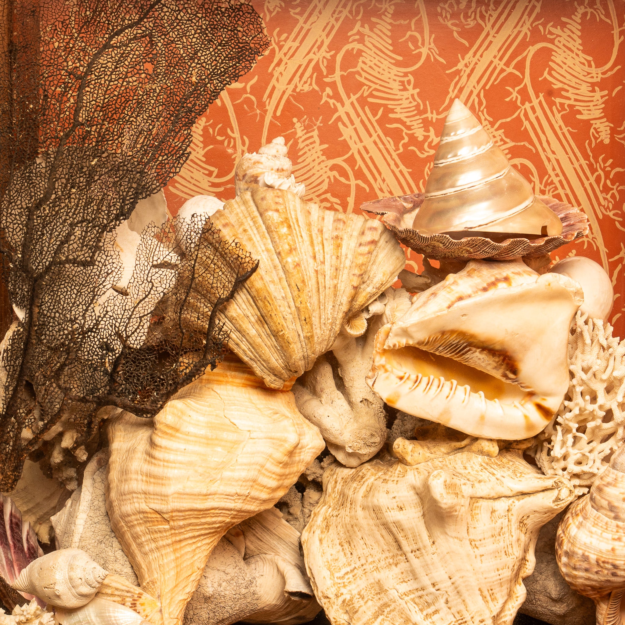 NATURAL HISTORY SHELL COLLECTION IN ANTIQUE DISPLAY CASE