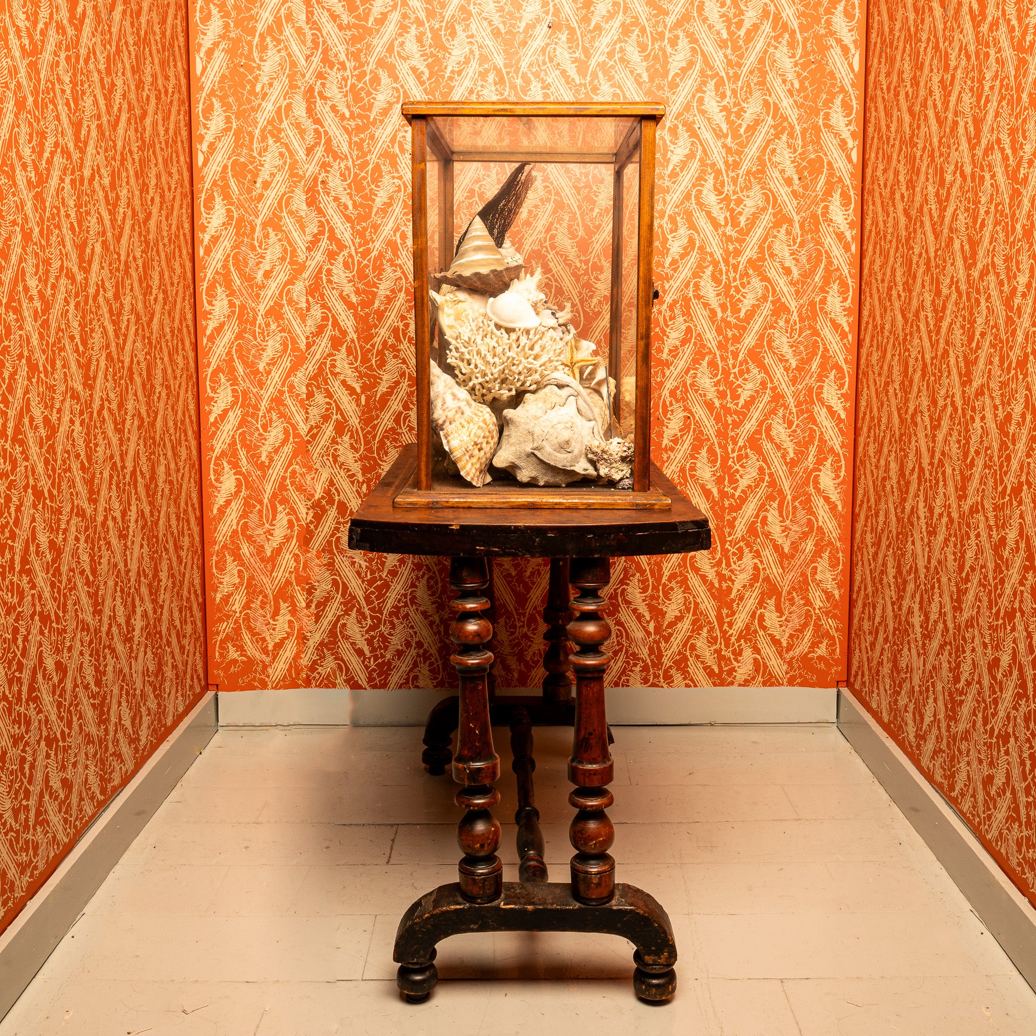 NATURAL HISTORY SHELL COLLECTION IN ANTIQUE DISPLAY CASE