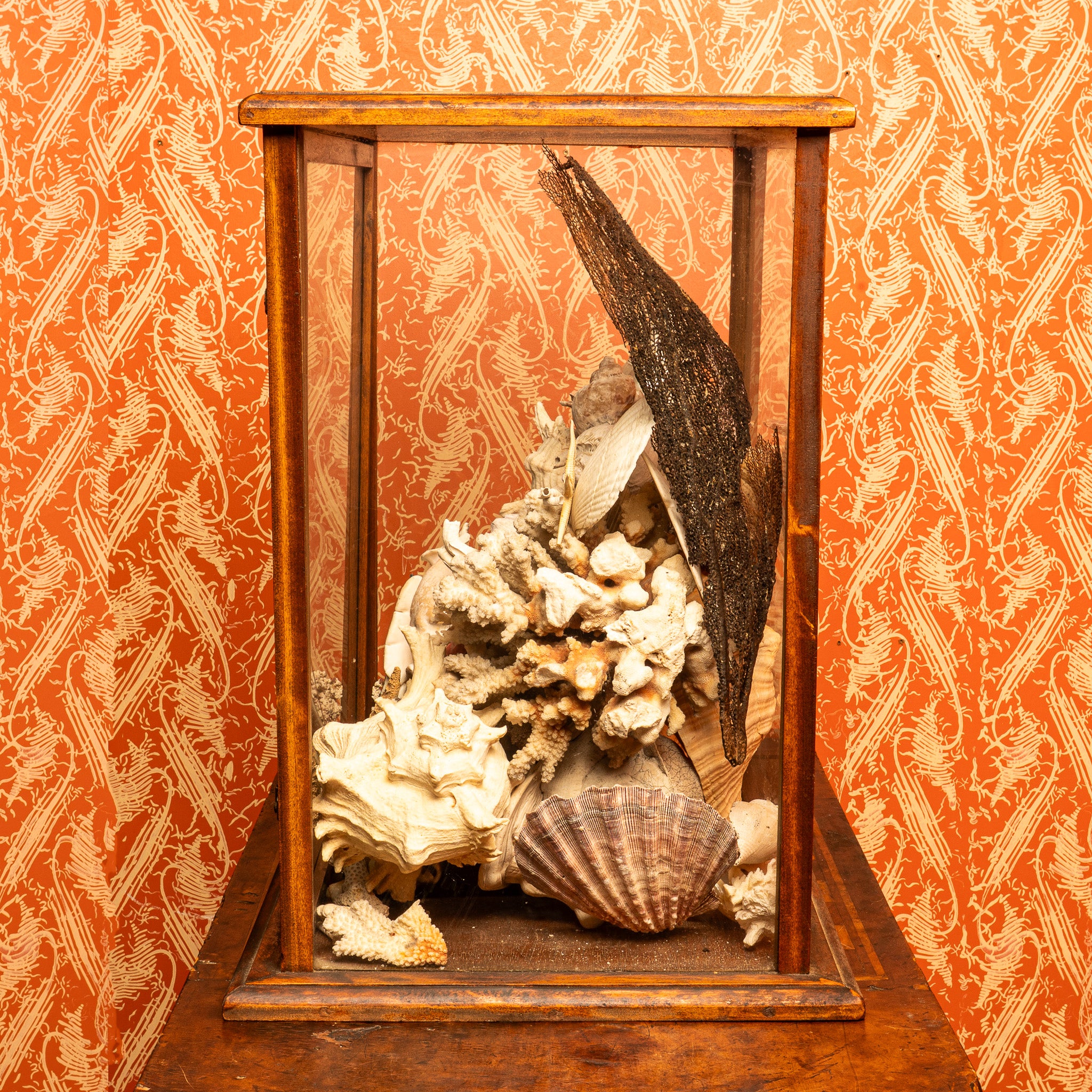 NATURAL HISTORY SHELL COLLECTION IN ANTIQUE DISPLAY CASE